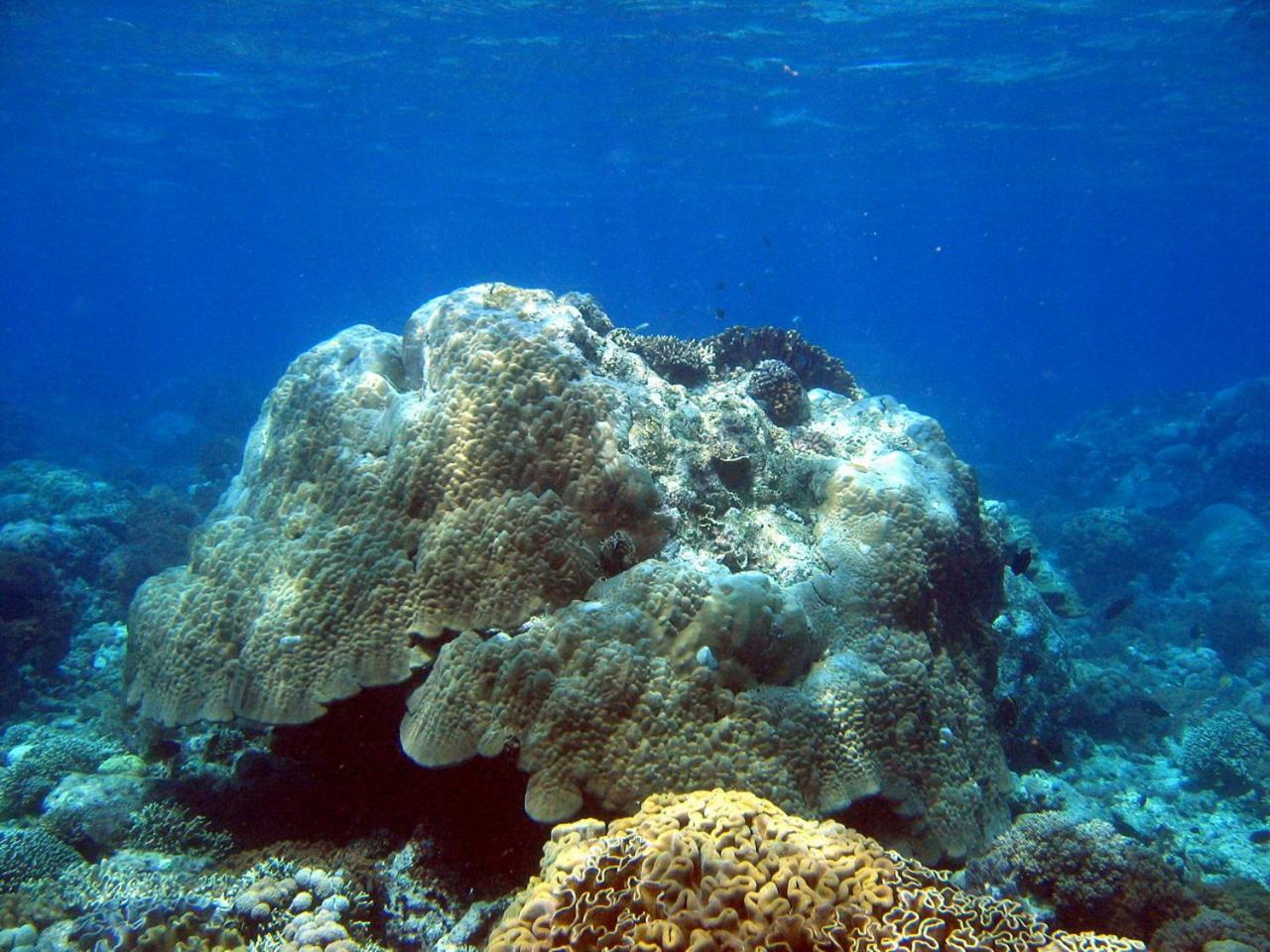 Bunaken Sea Garden Resort Exteriér fotografie